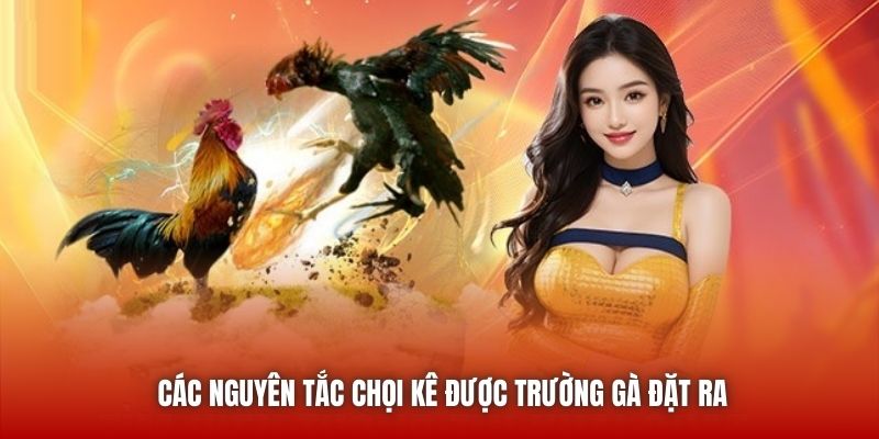 Các nguyên tắc chọi kê được trường gà đặt ra