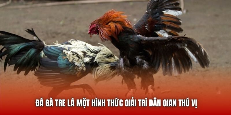 Đá gà tre là một hình thức giải trí dân gian thú vị
