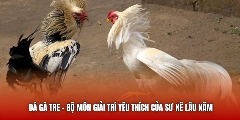 Đá Gà Tre - Bộ Môn Giải Trí Yêu Thích Của Sư Kê Lâu Năm