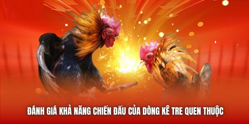 Đánh giá khả năng chiến đấu của dòng kê tre quen thuộc
