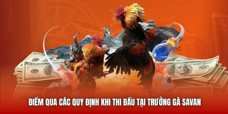 Điểm qua các quy định khi thi đấu tại trường gà Savan