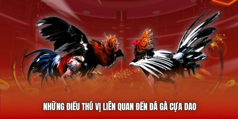 Những điều thú vị liên quan đến đá gà cựa dao