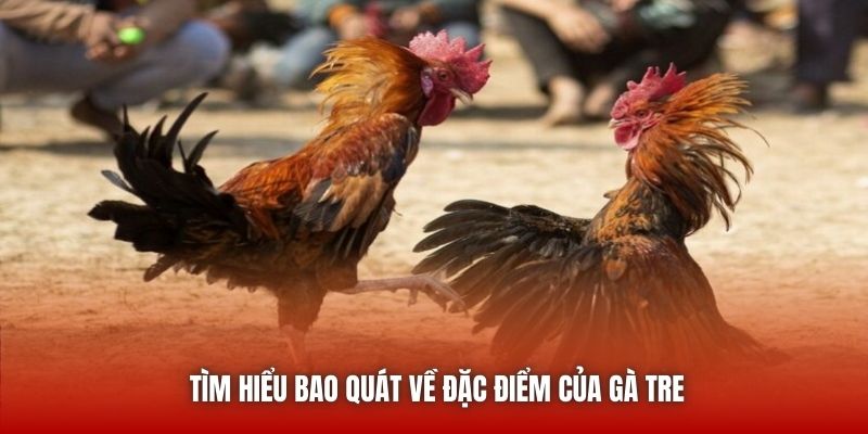 Tìm hiểu bao quát về đặc điểm của gà tre