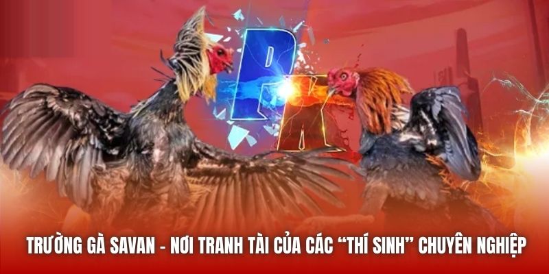 Trường gà Savan - Nơi tranh tài của các “thí sinh” chuyên nghiệp