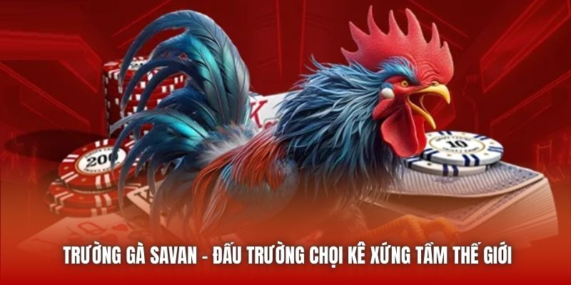 Trường Gà Savan - Đấu Trường Chọi Kê Xứng Tầm Thế Giới